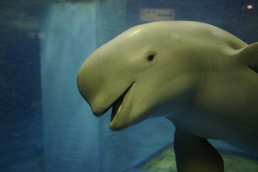 宮島水族館スナメリの写真
