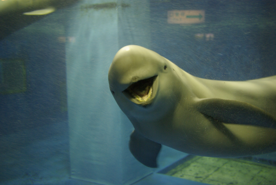 宮島水族館スナメリの写真