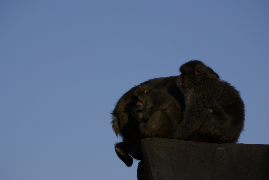 釧路市動物園の写真