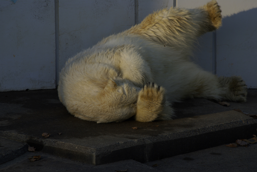 釧路市動物園の写真