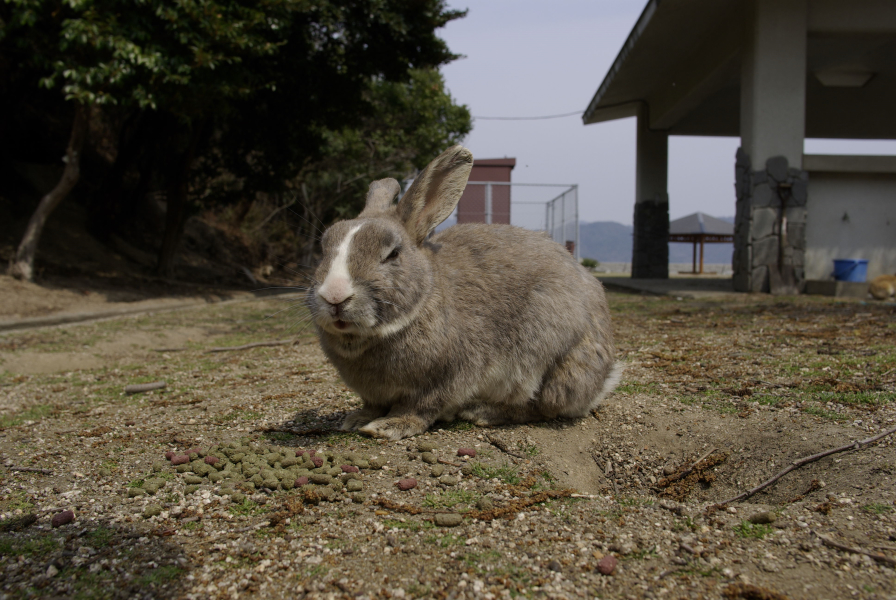 大久野島うさぎの写真