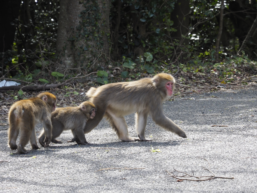 大堂お猿公園の猿