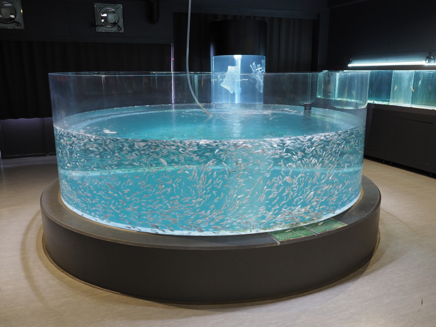 室戸廃校水族館教室の水槽の写真